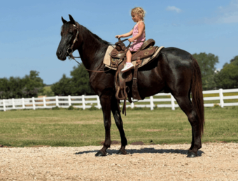 "" Black Gelding Tennessee Walker