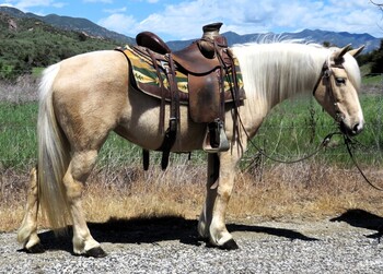 "SUNSHINE" Palomino Mare Pony