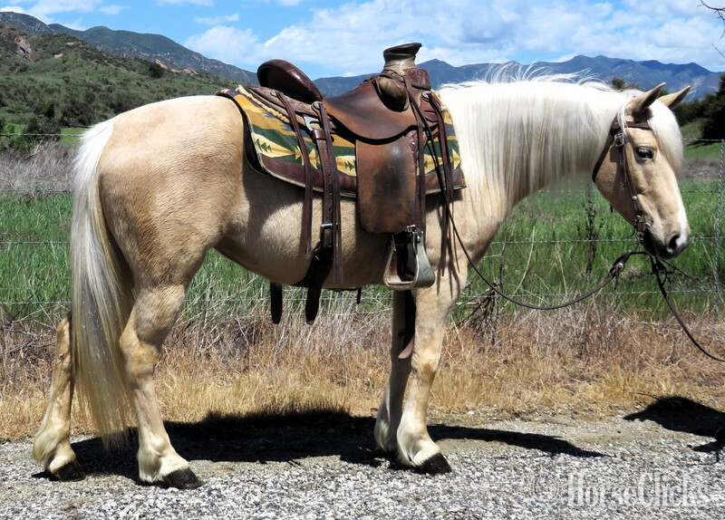 "SUNSHINE" Palomino Mare Pony in California
