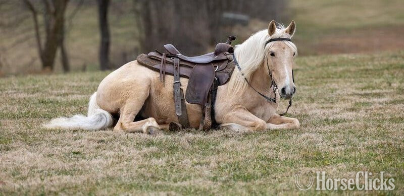"SUNSHINE" Palomino Mare Pony