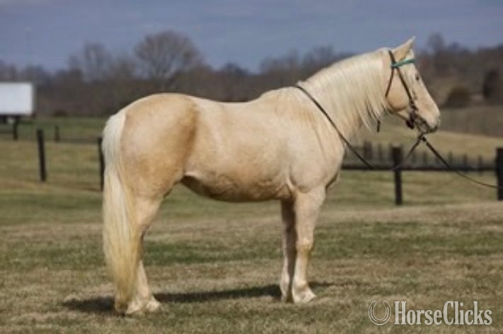 California "SUNSHINE" Palomino Mare Pony