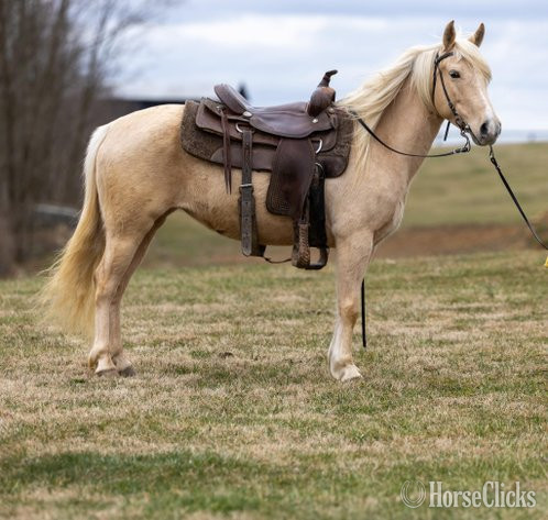 "SUNSHINE" Palomino Mare Pony - Pony