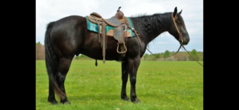 "TULSA" Black Gelding Quarter Horse