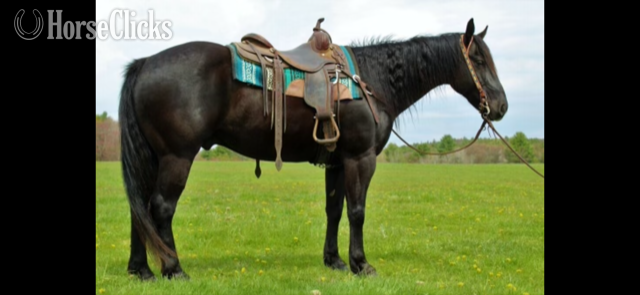 "TULSA" Black Gelding Quarter Horse in California