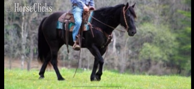 "TULSA" Black Gelding Quarter Horse
