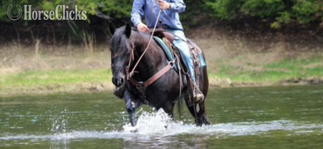 California "TULSA" Black Gelding Quarter Horse