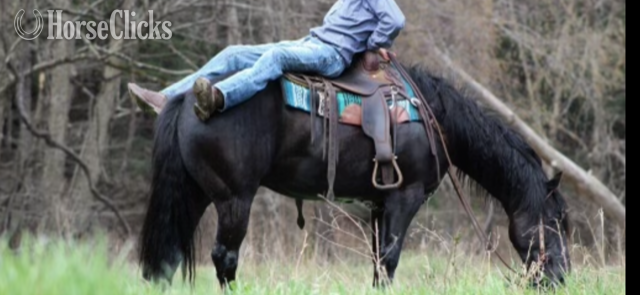 "TULSA" Black Gelding Quarter Horse - Quarter Horse in California