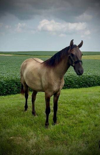 "TEF's Spark N' Rumors " Grullo Gelding Rocky Mountain