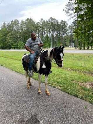 "Archie" Black Gelding Tennessee Walker in Alabama