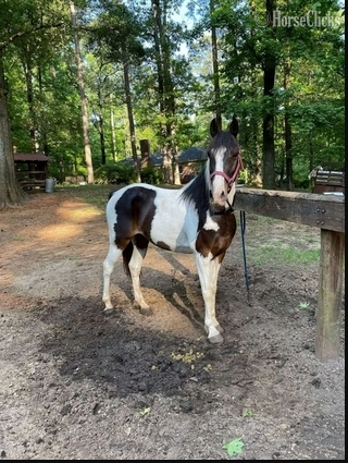 "Archie" Black Gelding Tennessee Walker