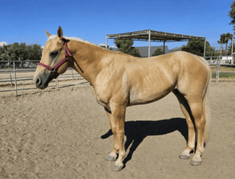 "" Palomino Stallion Quarter Horse