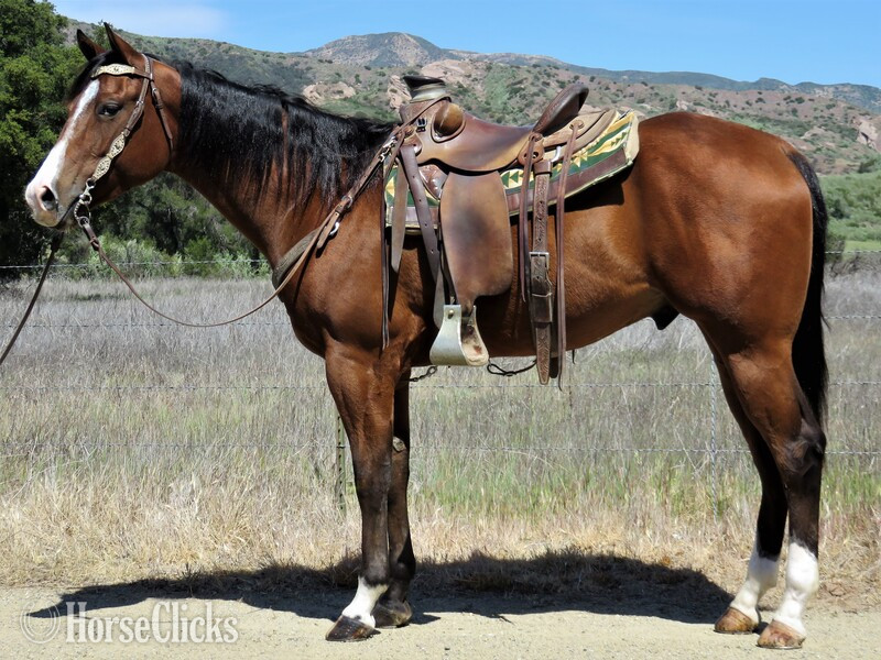 "IMA LAZY LOPER" Bay Gelding Paint in California