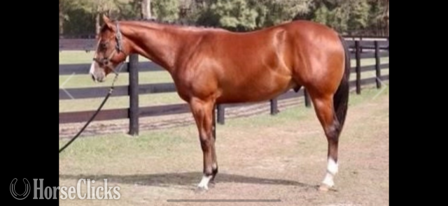 "IMA LAZY LOPER" Bay Gelding Paint