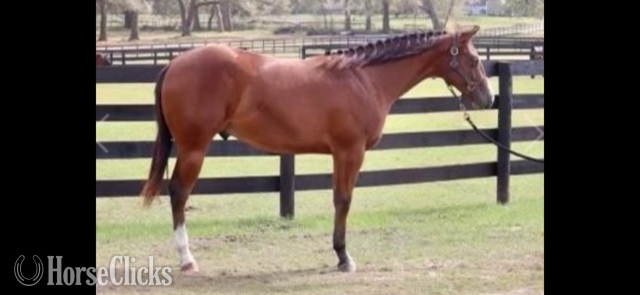 California "IMA LAZY LOPER" Bay Gelding Paint