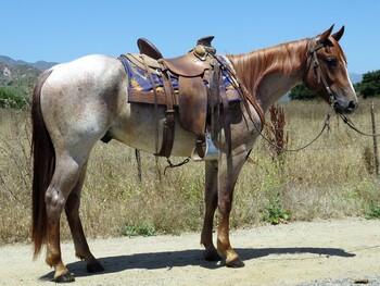 "SPOONS STRAIT N RAMBO" Red Roan Gelding Paint