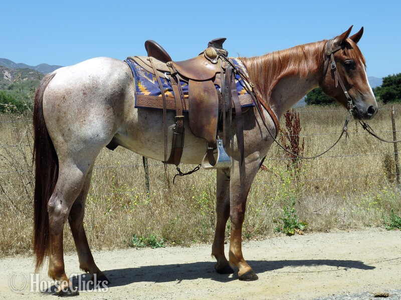 "SPOONS STRAIT N RAMBO" Red Roan Gelding Paint in California