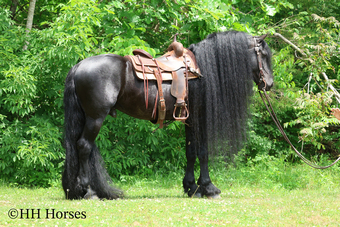 "KNIGHTANGELO" Black Stallion Friesian