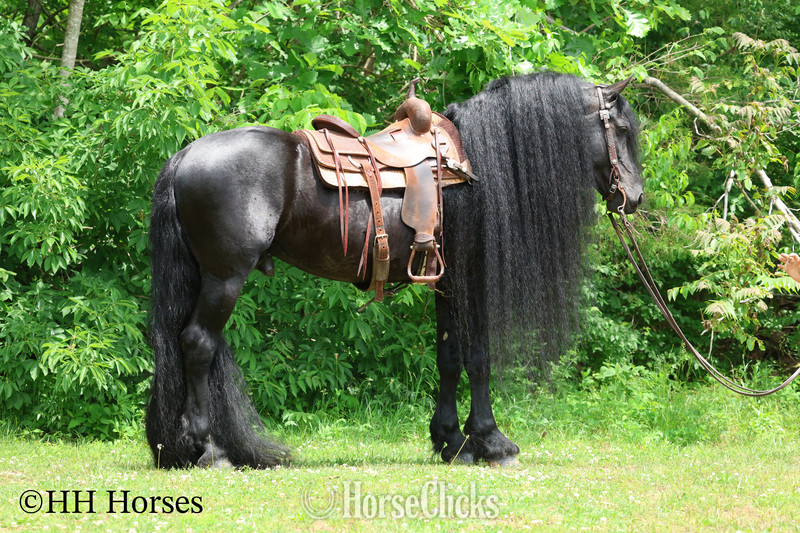 "KNIGHTANGELO" Black Stallion Friesian in Kentucky