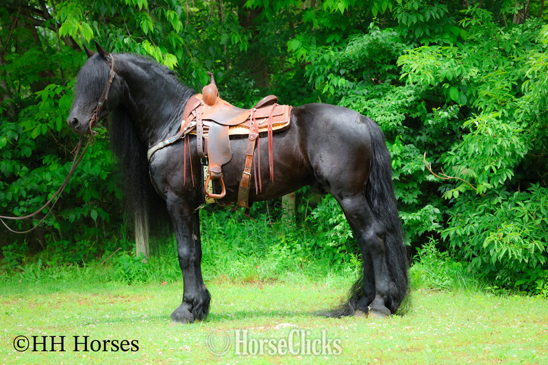 "KNIGHTANGELO" Black Stallion Friesian