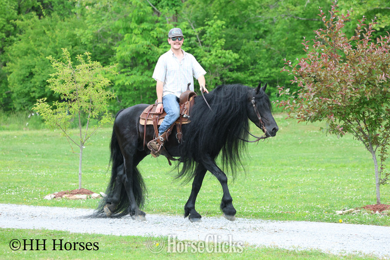Kentucky "KNIGHTANGELO" Black Stallion Friesian