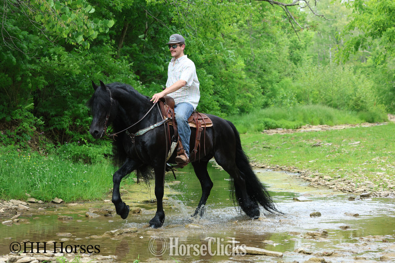 "KNIGHTANGELO" Black Stallion Friesian - Friesian in Kentucky