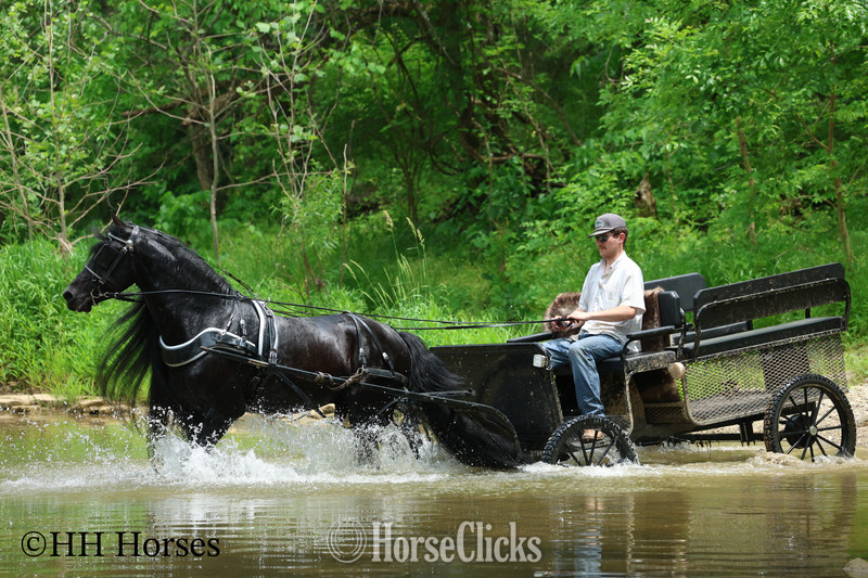 "KNIGHTANGELO" Black Stallion Friesian - Friesian