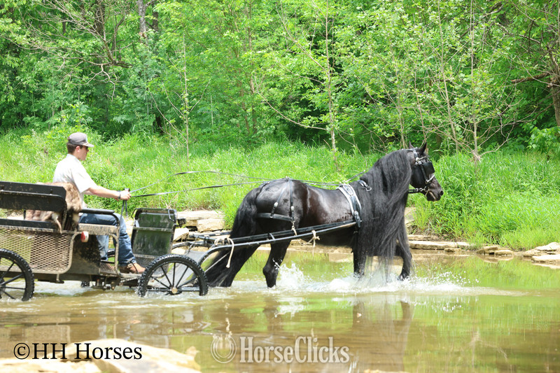 "KNIGHTANGELO" Black Stallion Friesian Kentucky