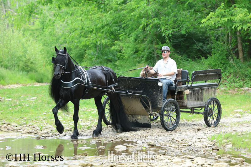 Friesian - "KNIGHTANGELO" Black Stallion Friesian in Kentucky