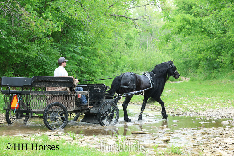 Friesian - "KNIGHTANGELO" Black Stallion Friesian