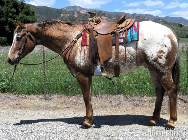"APACHE" Bay Gelding Appaloosa in California