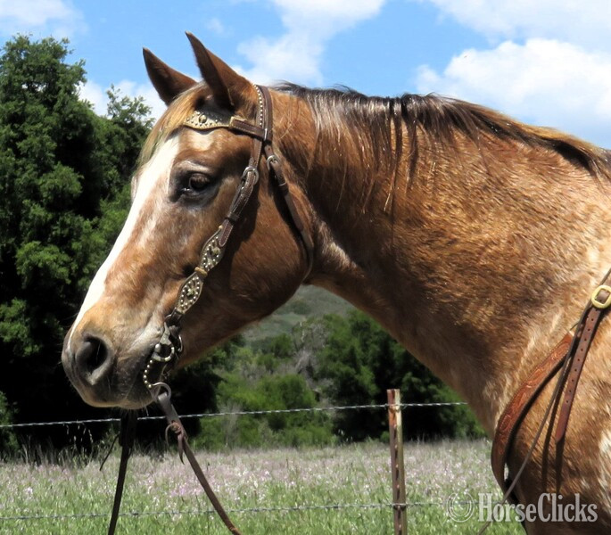 California "APACHE" Bay Gelding Appaloosa