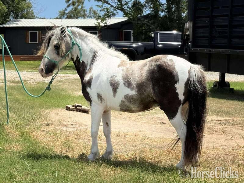 "Widget" Black Gelding Pony in Texas