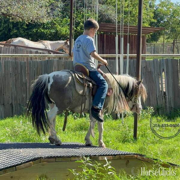 Texas "Widget" Black Gelding Pony