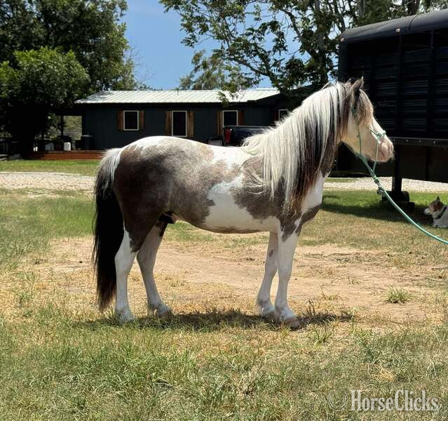 "Widget" Black Gelding Pony - Pony in Texas