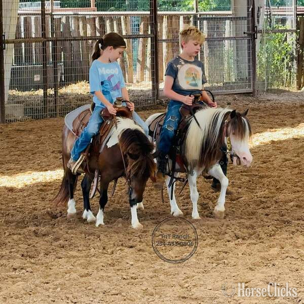 "Widget" Black Gelding Pony - Pony