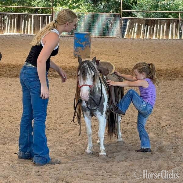"Widget" Black Gelding Pony Texas