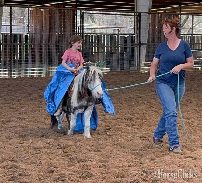 Pony - "Widget" Black Gelding Pony in Texas