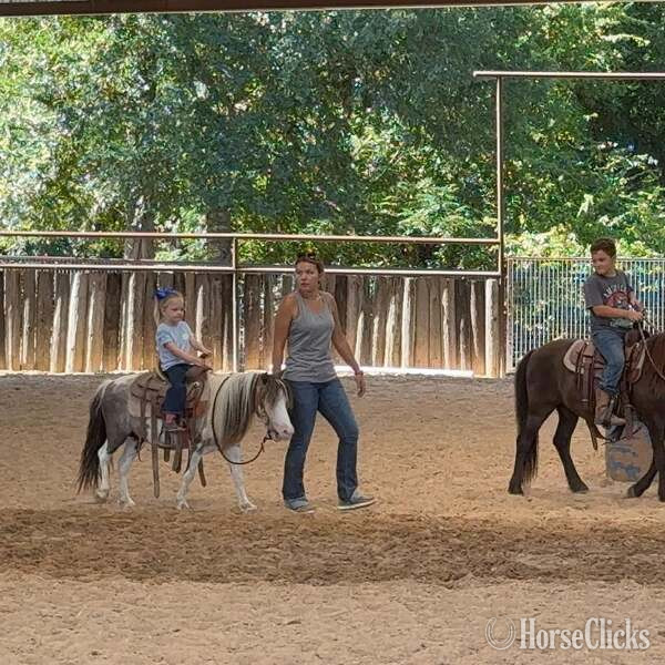 Pony - "Widget" Black Gelding Pony