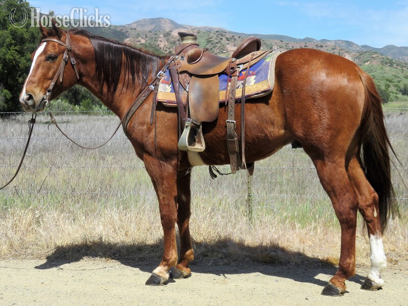 "FRECKLE FACE CATTO" Sorrel Gelding Quarter Horse in California