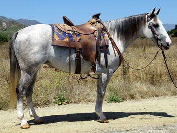 "MS VEGAS DOLL" Grey Mare Quarter Horse