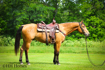 "JUKEBOX" Buckskin Gelding Quarter Horse