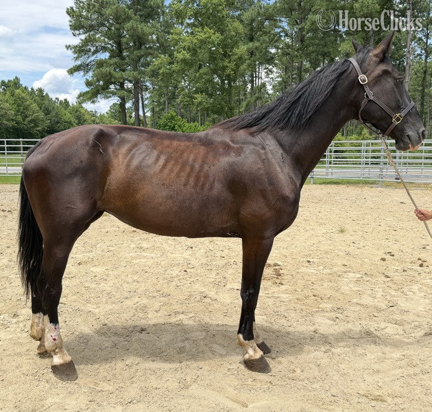 "Dutch" Black Mare Quarter Horse in North Carolina