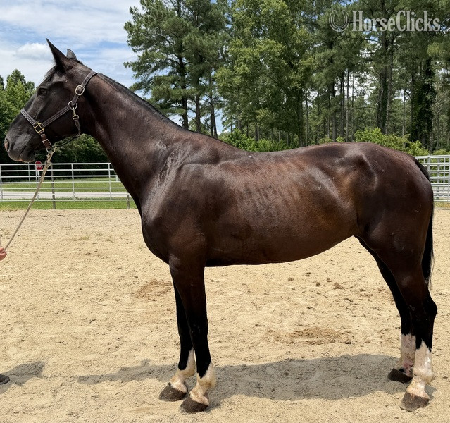"Dutch" Black Mare Quarter Horse
