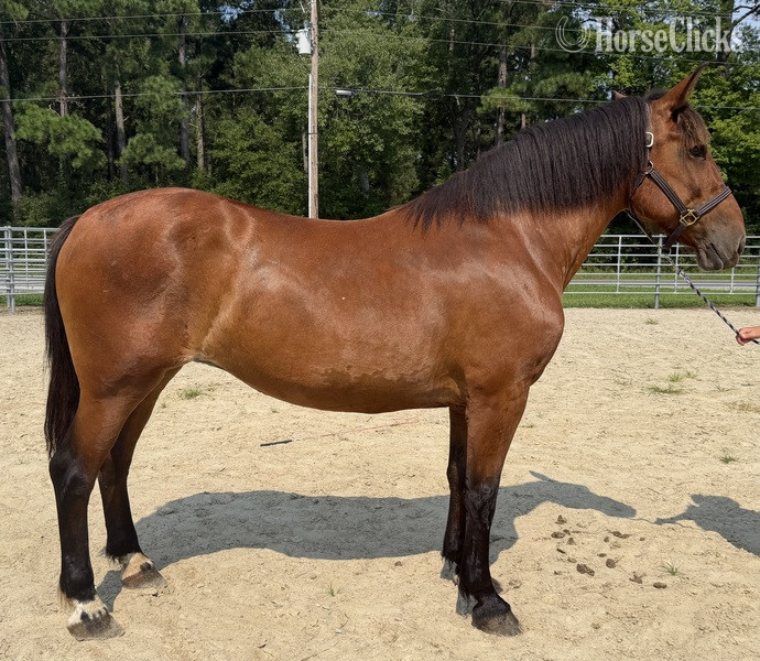 "Bay" Bay Mare Draft in North Carolina