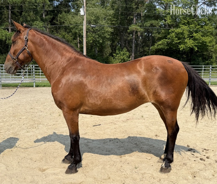 "Bay" Bay Mare Draft