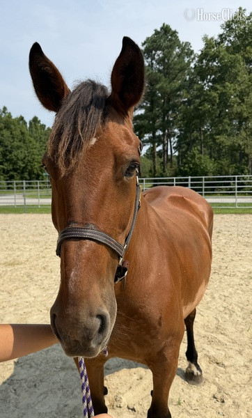 North Carolina "Bay" Bay Mare Draft