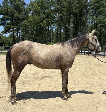 "Bimini" Grey Gelding Quarter Horse
