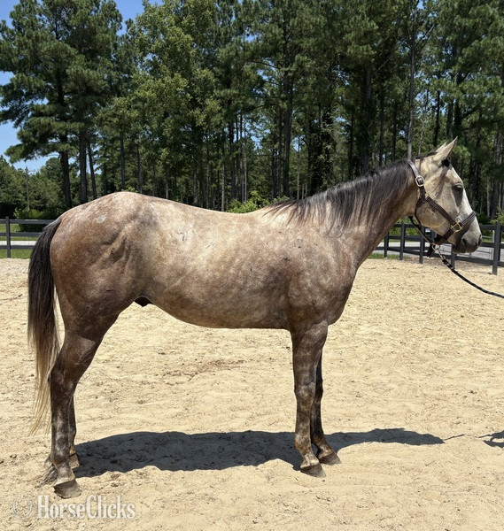 "Bimini" Grey Gelding Quarter Horse in North Carolina