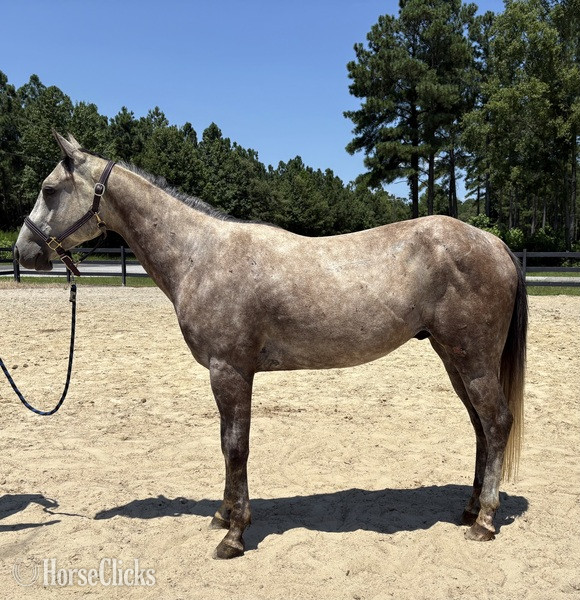 "Bimini" Grey Gelding Quarter Horse