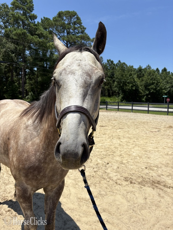 North Carolina "Bimini" Grey Gelding Quarter Horse